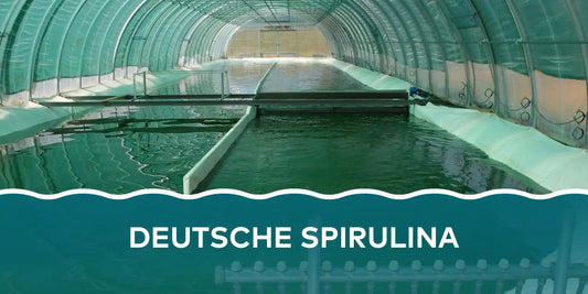 Deutsche Spirulina Algen Becken - Wissensblog Banner Algenmarkt