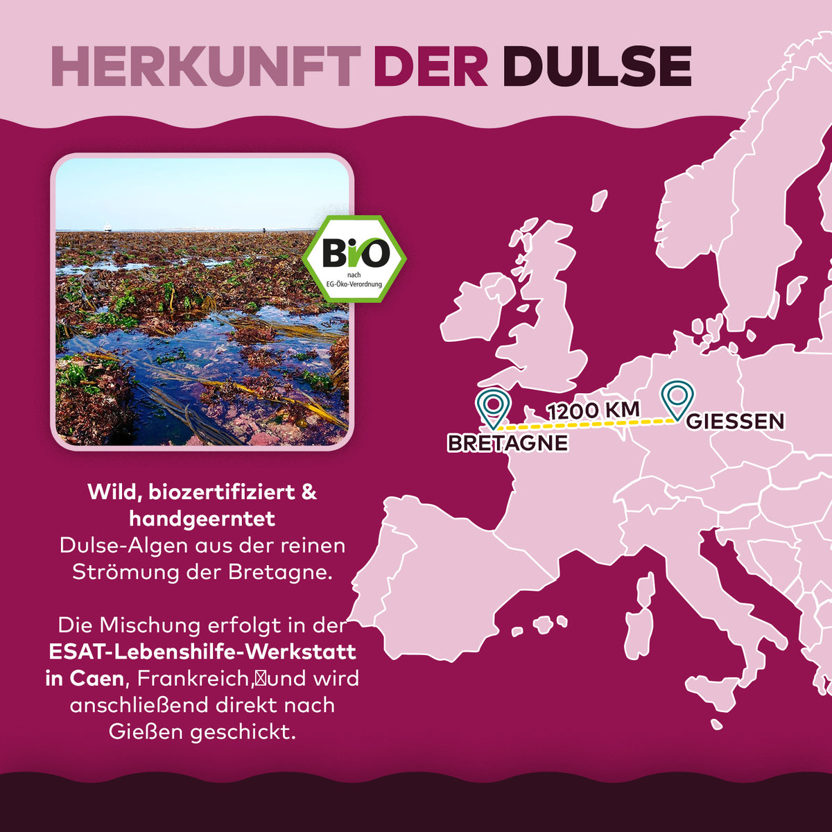 Infografik Herkunft der Dulse von Algenmarkt mit Europakarte und Route Bretagne nach Giessen