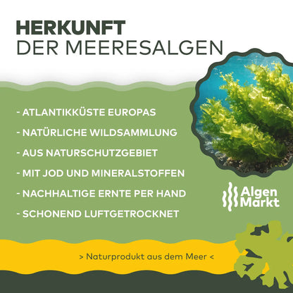 Infografik Herkunft der Meeresalgen von Algenmarkt: Wildsammlung von der Atlantikküste Europas